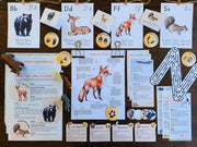 Animals During Summer Printable Study