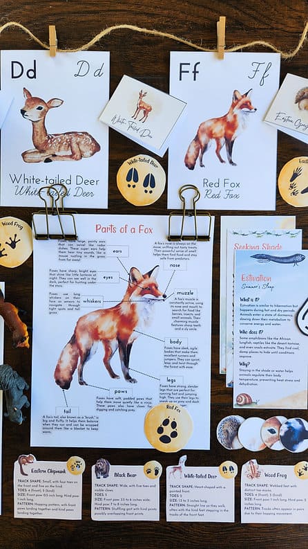 Animals During Summer printable study