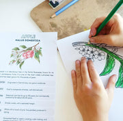 Blossom and Berries Printable Study