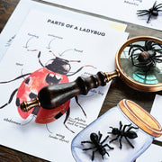 Bugs Printable Study