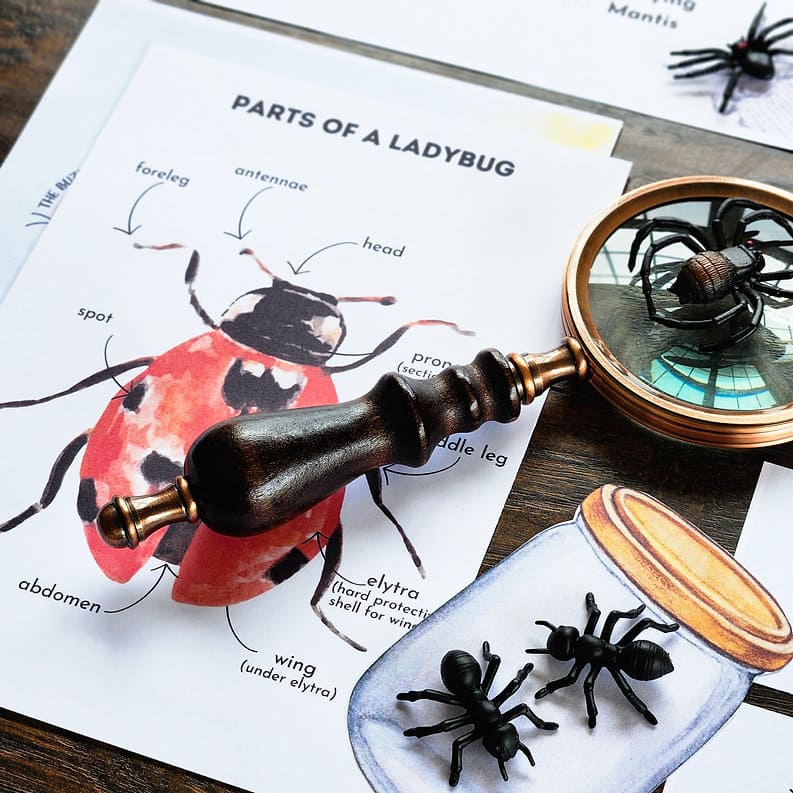Bugs Printable Study