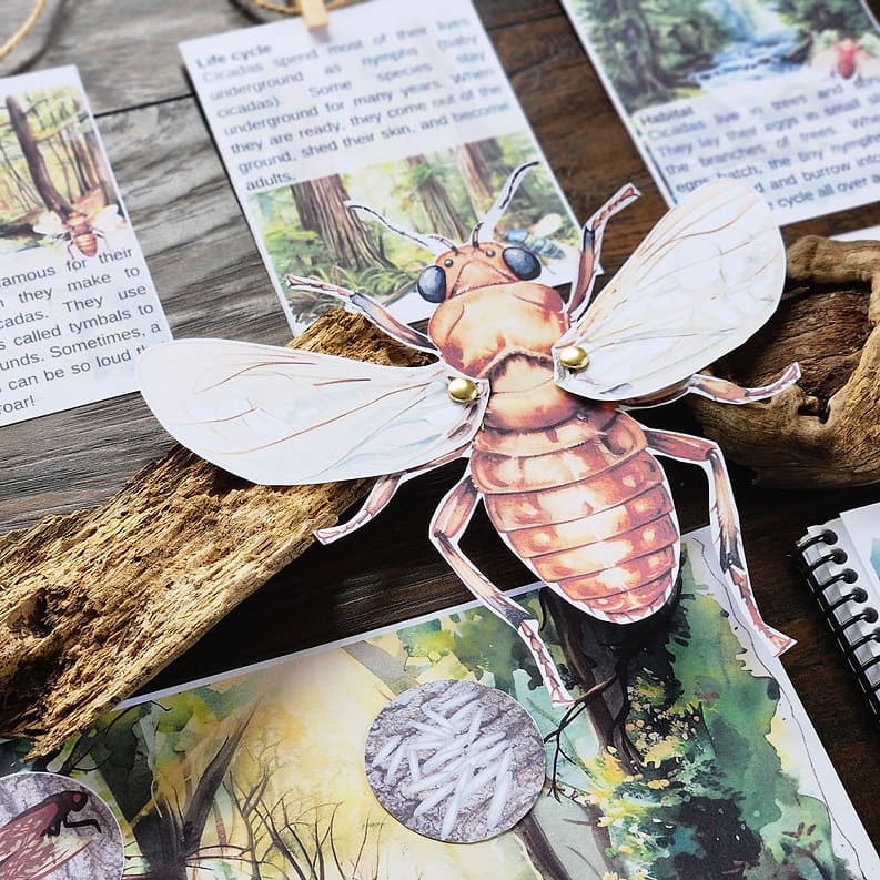 Cicadas Study Pack