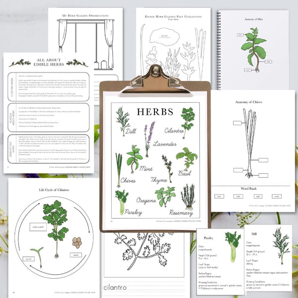 Edible Herb Collection