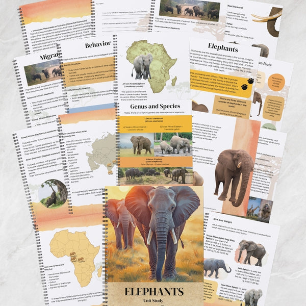 Elephants Explorer Study