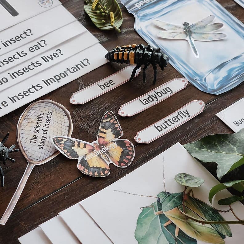 Entomology - Insects Unit Study