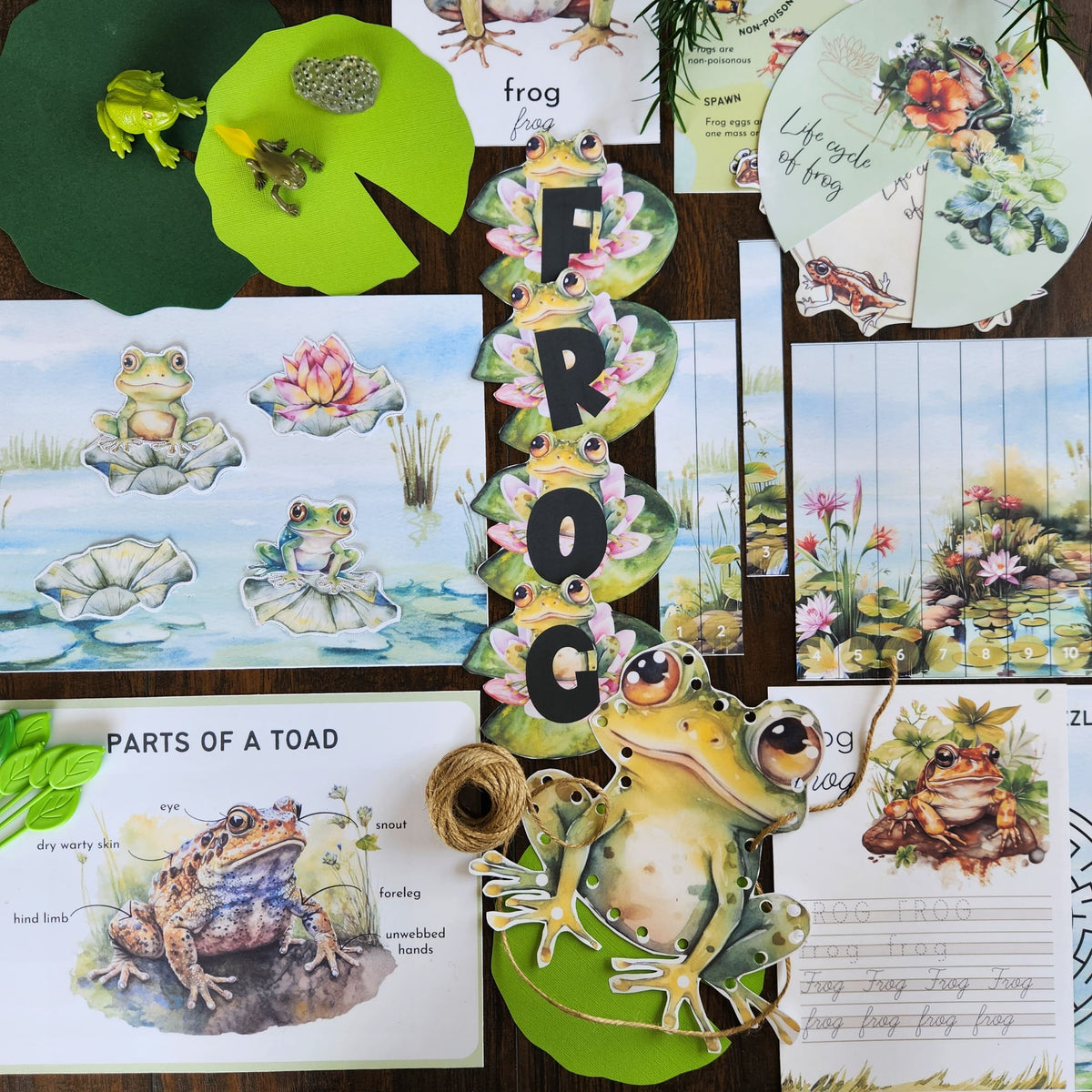 Frog life cycle printable study