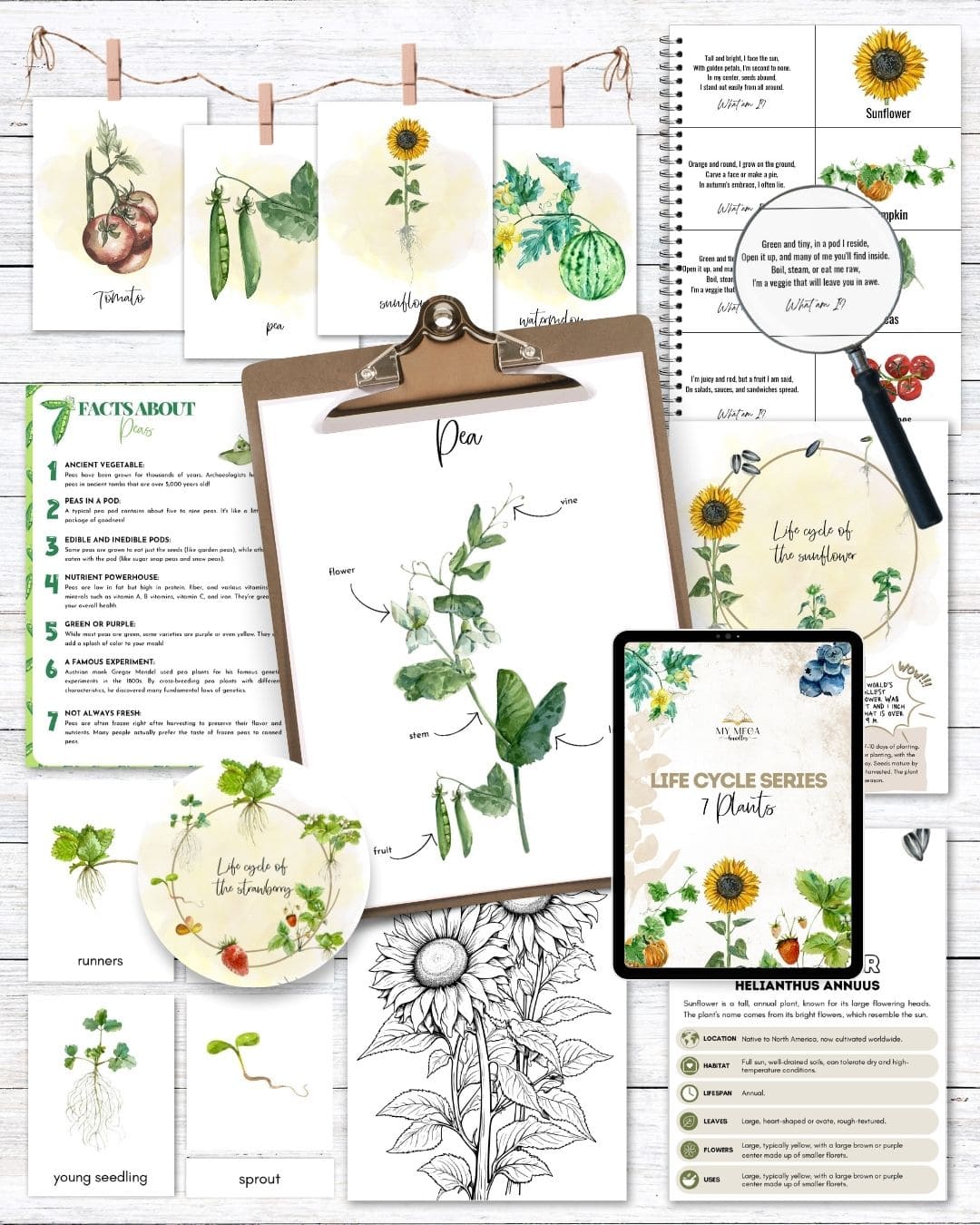 Plants Life Cycle Series – Printable Study Pack for Kids (Ages 5–10)