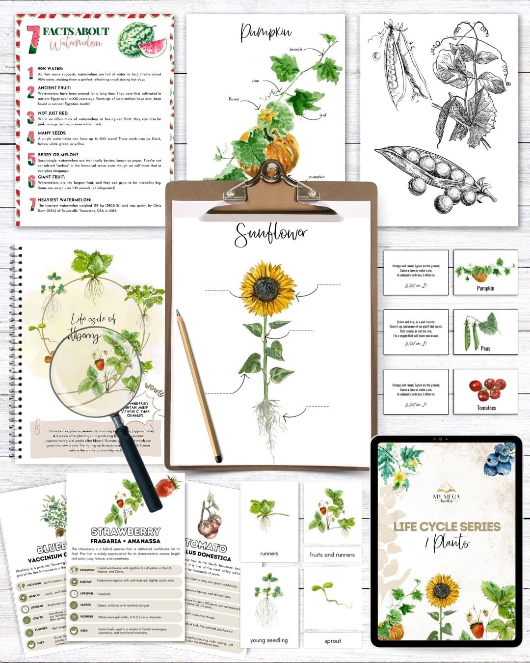 Plants Life Cycle Series – Printable Study Pack for Kids (Ages 5–10)