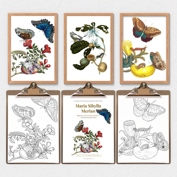 Maria Sibylla Merian Art Study