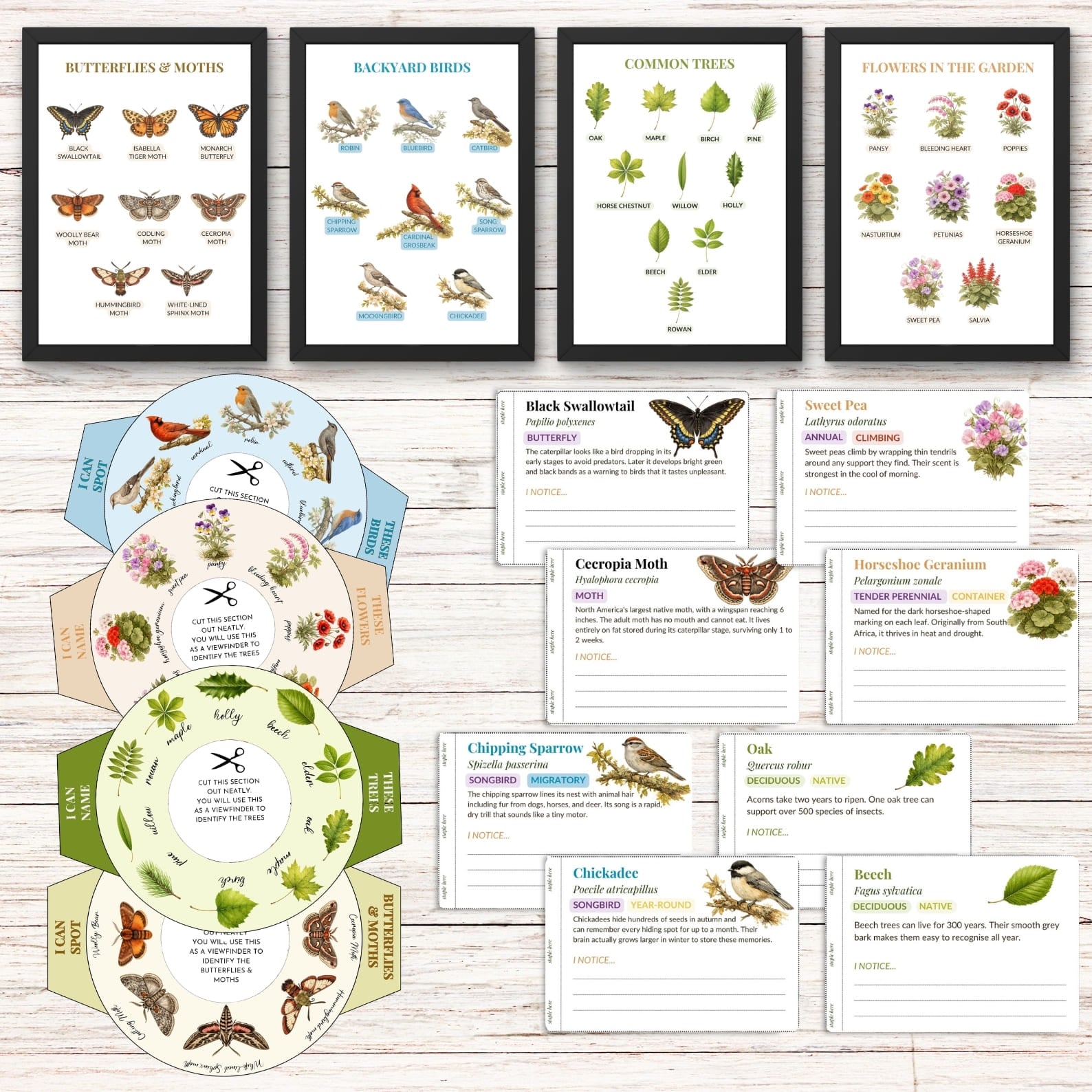 Nature Observation Set — Trees, Flowers, Birds & Butterflies