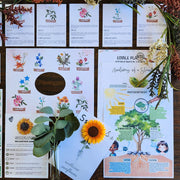 Plants During Summer Printable Study