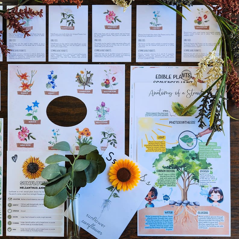 Plants During Summer Printable Study