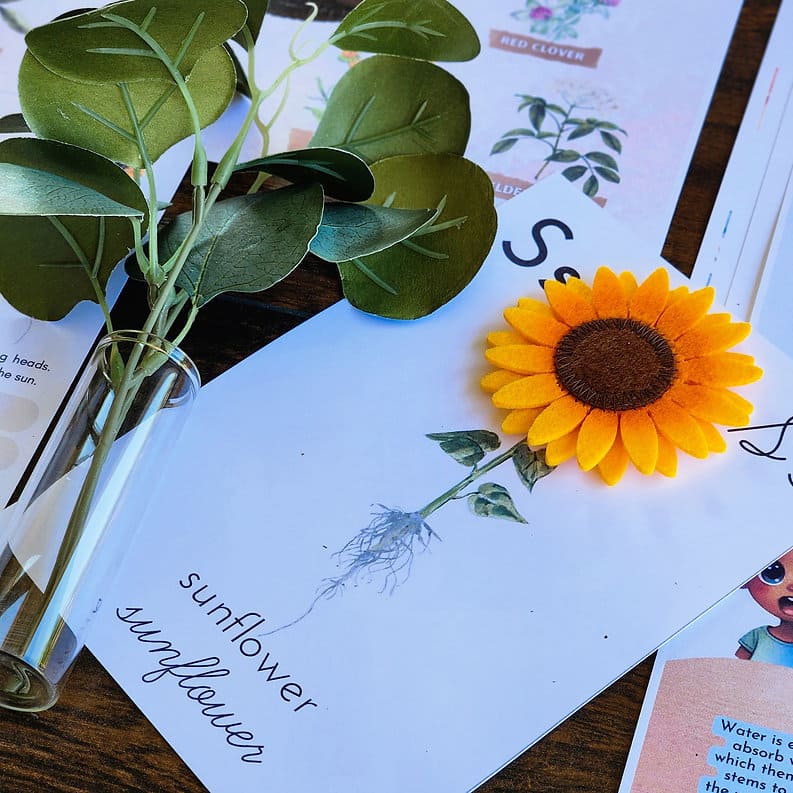 Plants During Summer Printable Study