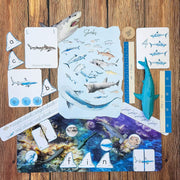 Sharks Printable Study