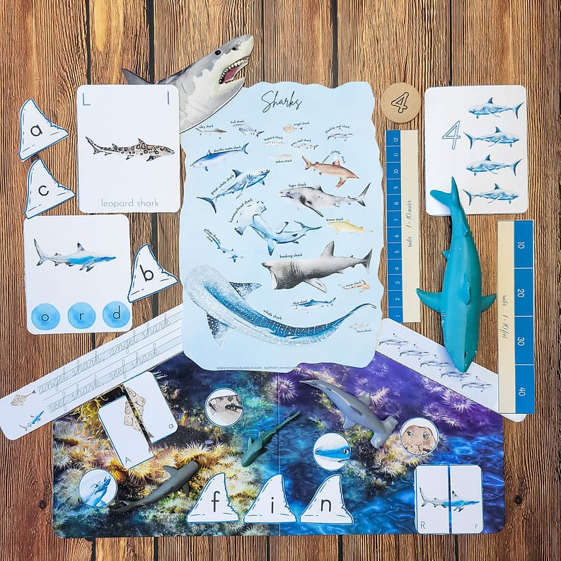 Sharks Printable Study