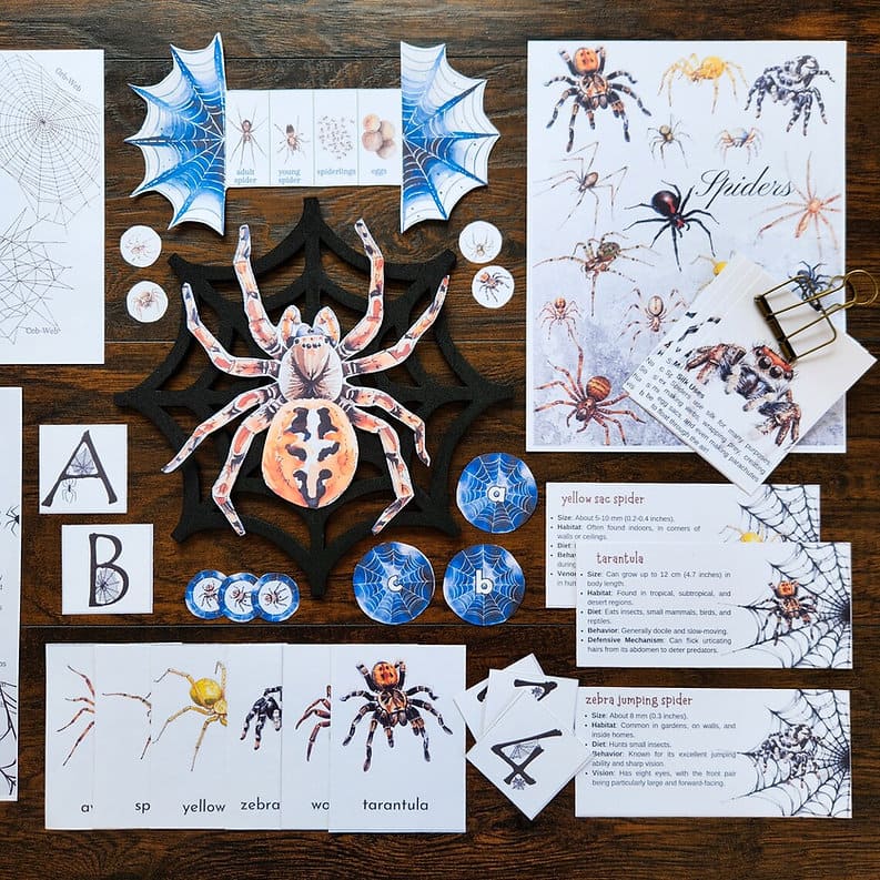 Spiders Nature Unit Study