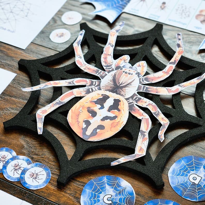 Spiders Nature Unit Study