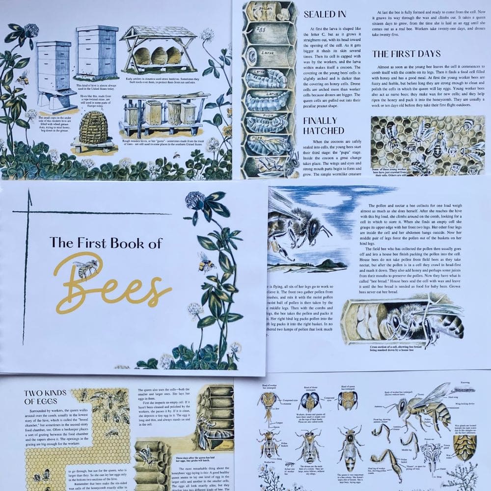 The First Book of Bees Printable