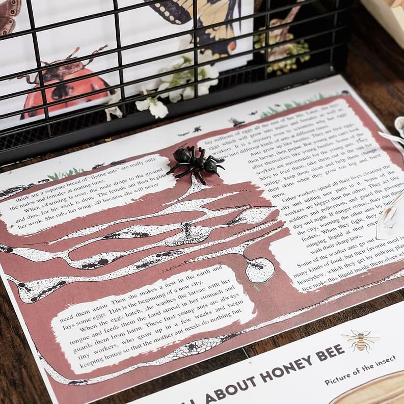 The First Book of Bugs