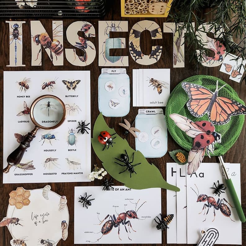 The Wings & Wonders Insects Printable Study