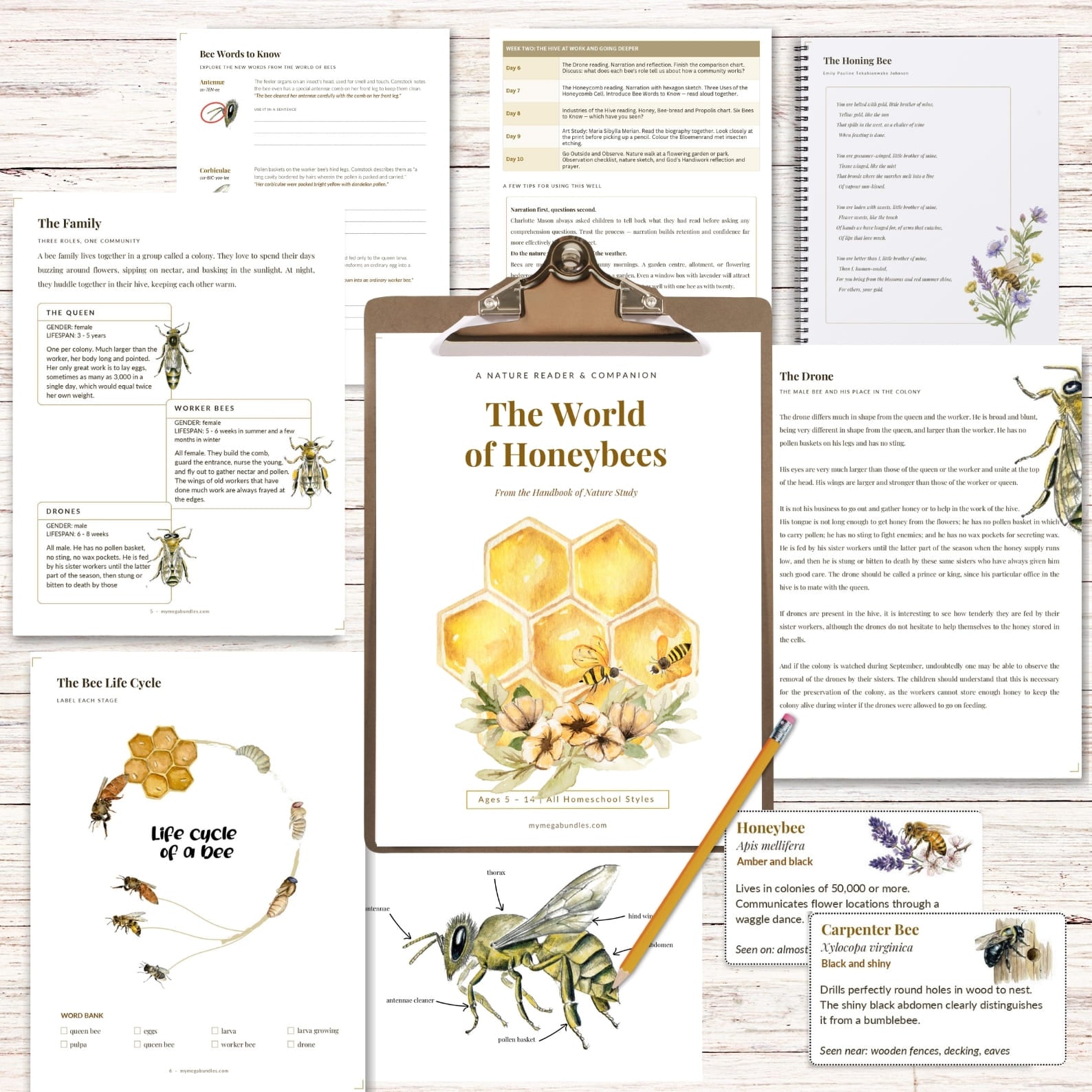 World of Honeybees Nature Study Homeschooling Printable