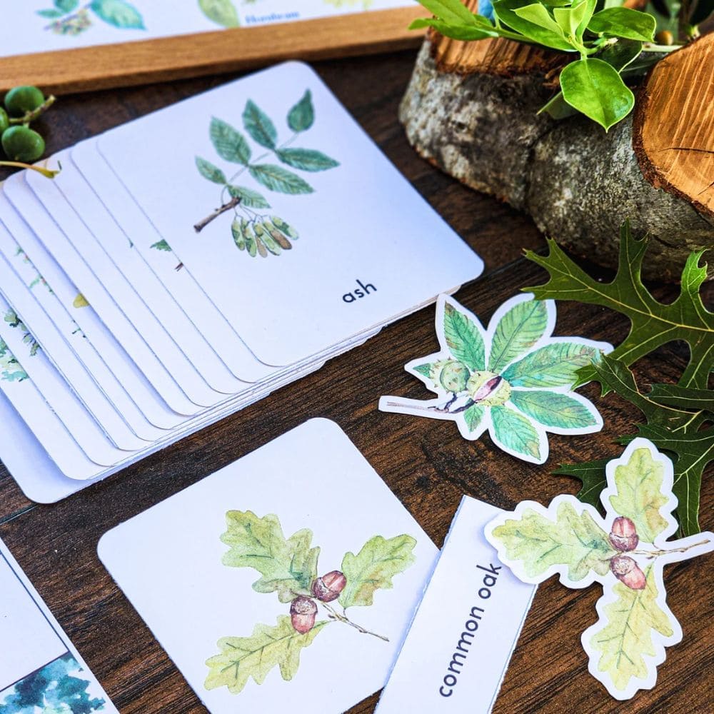 Trees & Leaves Study Unit