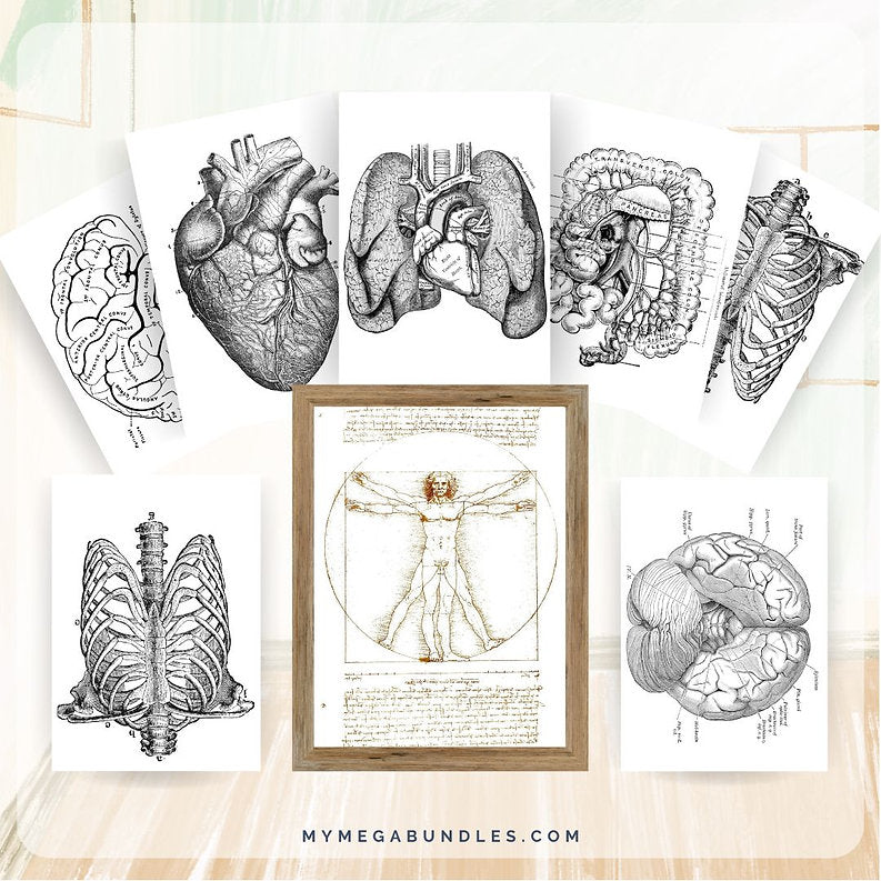 Vintage Anatomy Posters