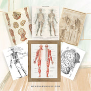 Vintage Anatomy Posters