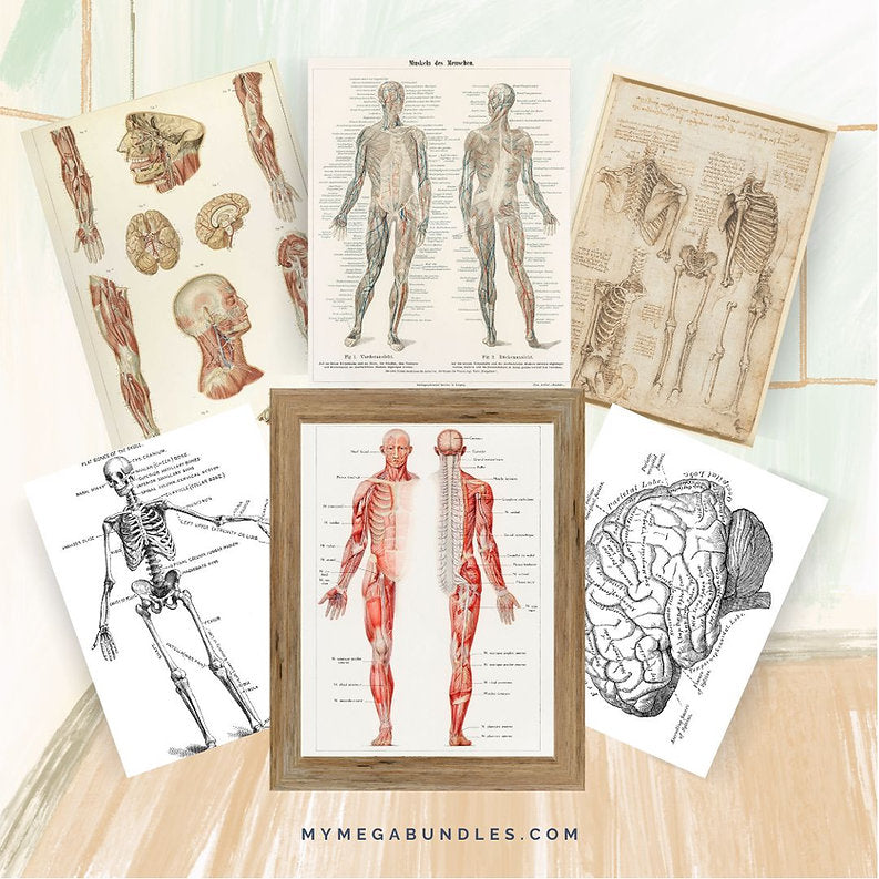 Vintage Anatomy Posters | Homeschool Printable – My Mega Bundles LLC