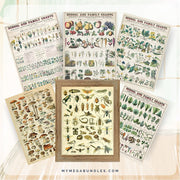 Vintage Nature Posters