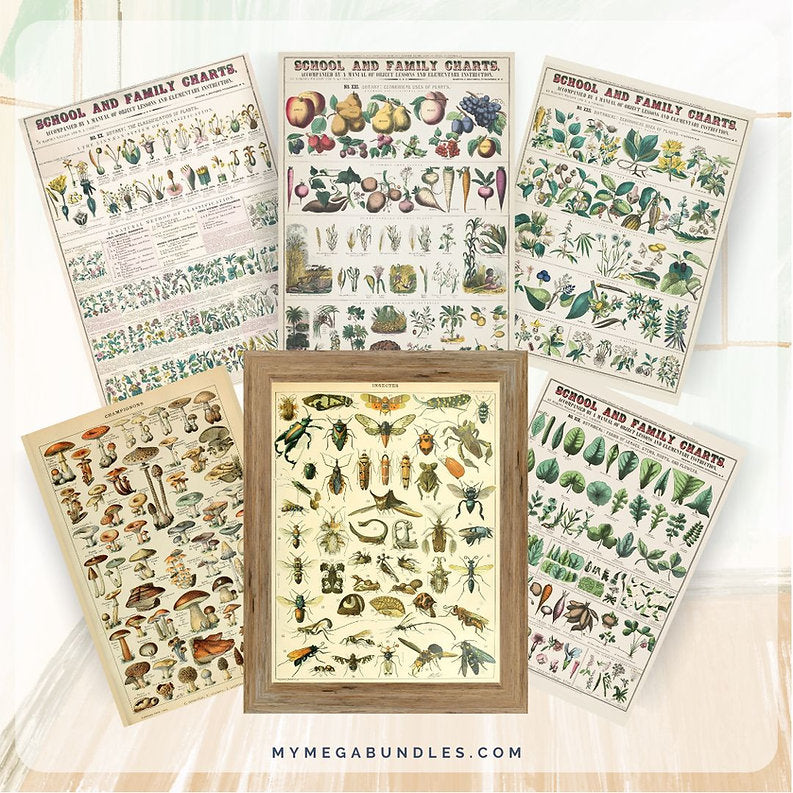 Vintage Nature Posters