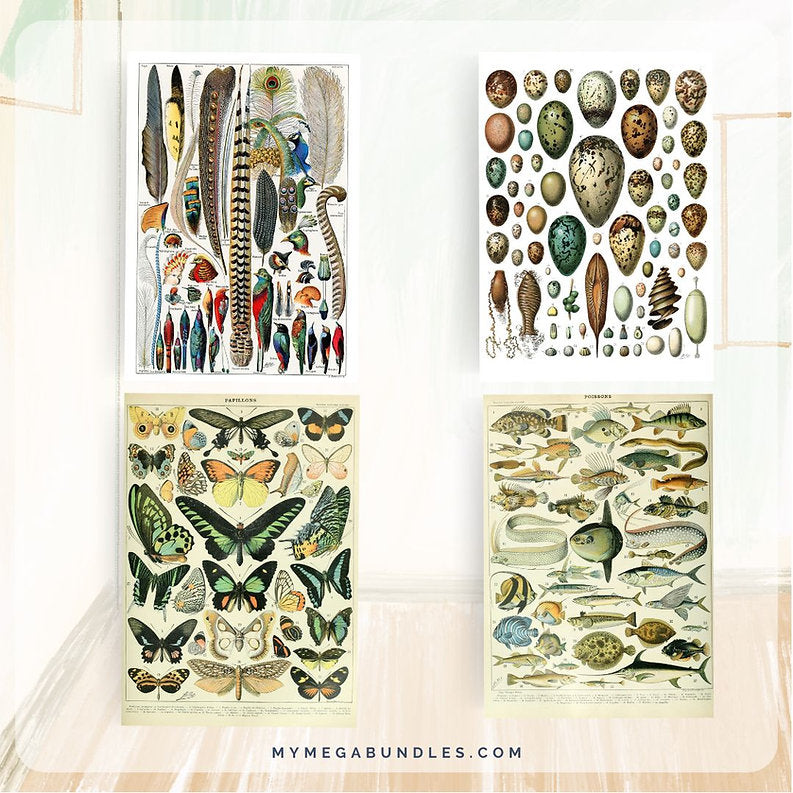 Vintage Nature Posters